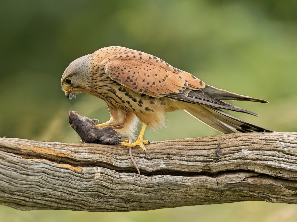 Looking death in the face - John Hughes - Second Place